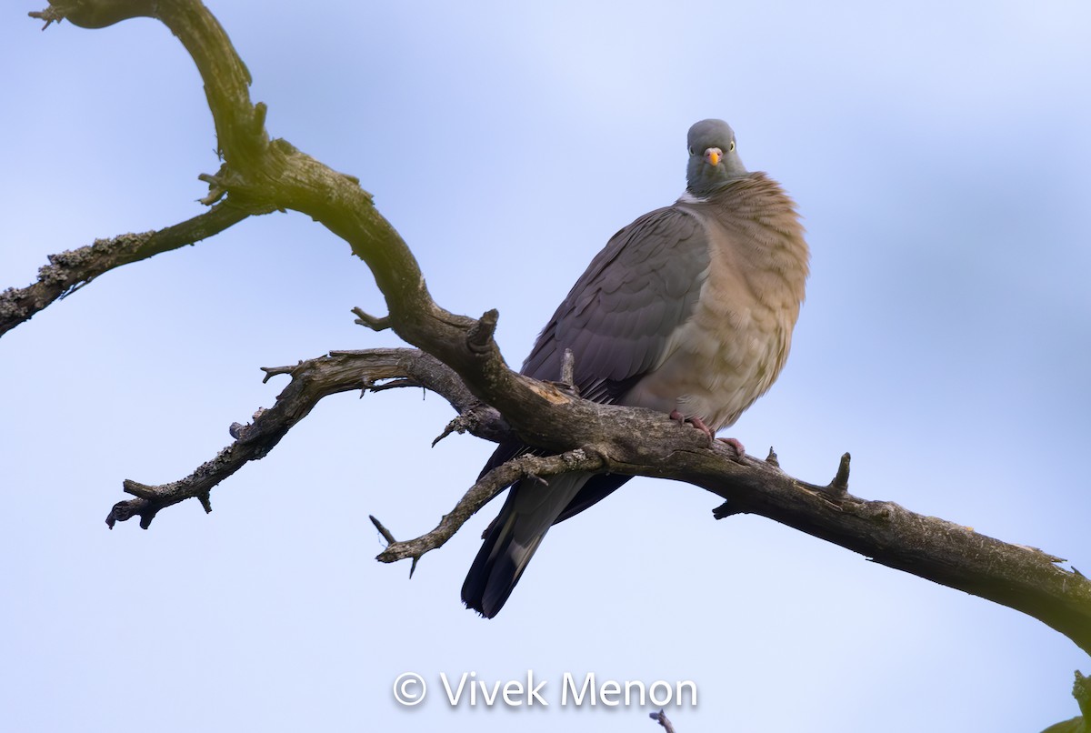 Pigeon ramier (groupe palumbus) - ML610629766