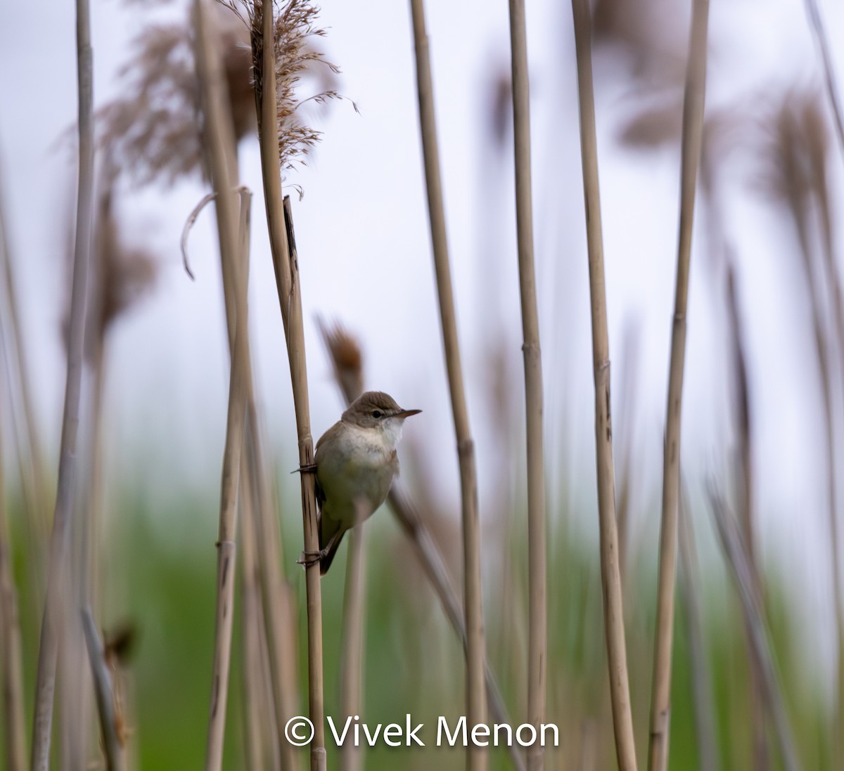 Blyth's Reed Warbler - Vivek Menon