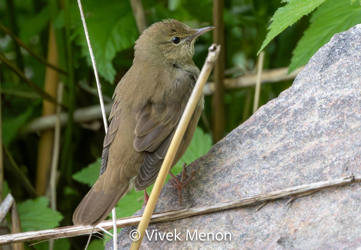 River Warbler - ML610629796