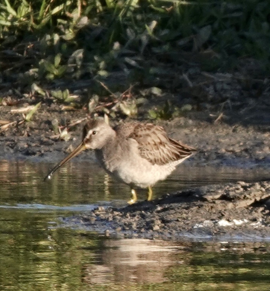 Long-billed Dowitcher - ML610630013