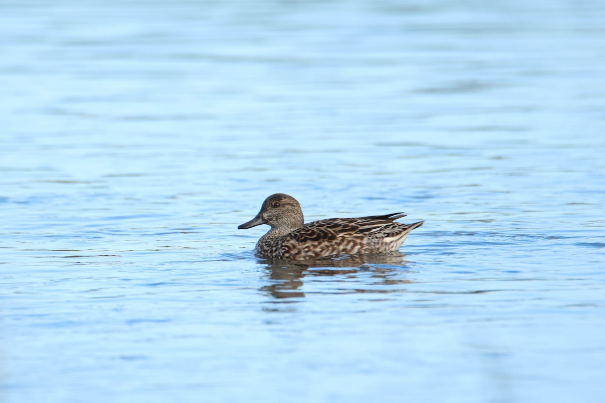 Green-winged Teal - ML610630054