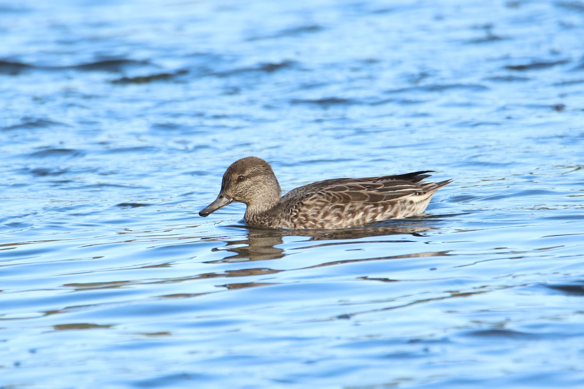 Green-winged Teal - ML610630055