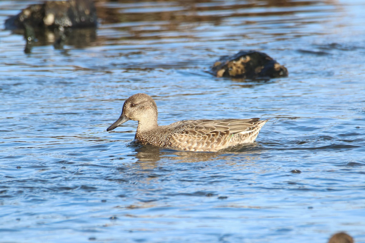 Green-winged Teal - ML610630057