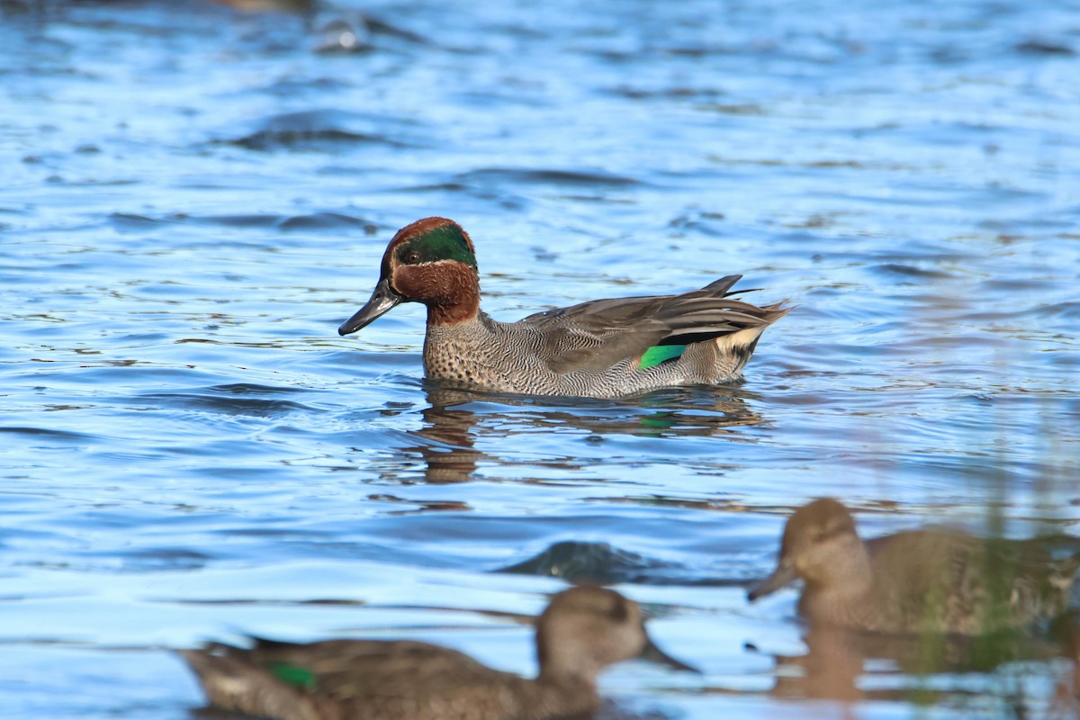 Green-winged Teal - ML610630058