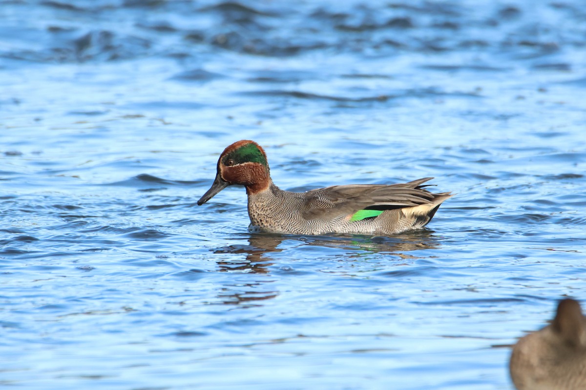 Green-winged Teal - ML610630059