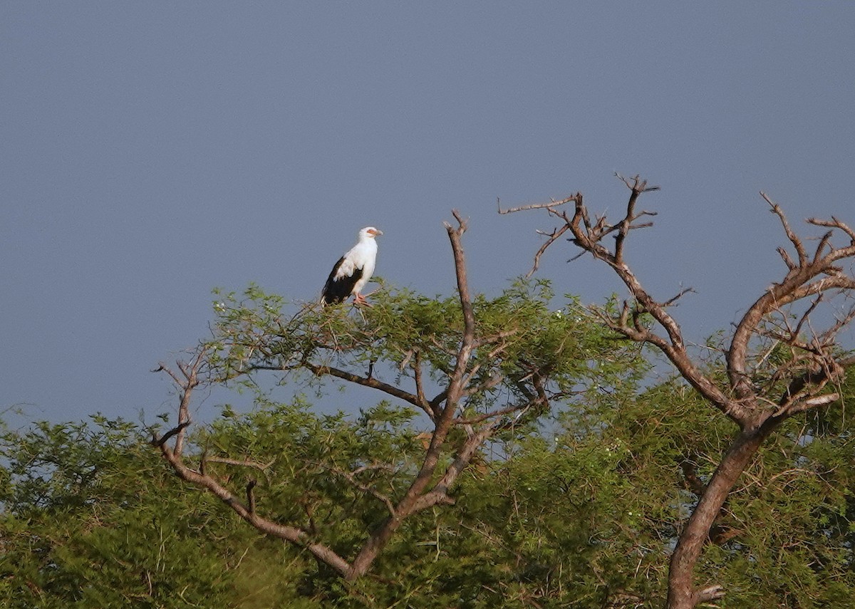 Palm-nut Vulture - ML610630096