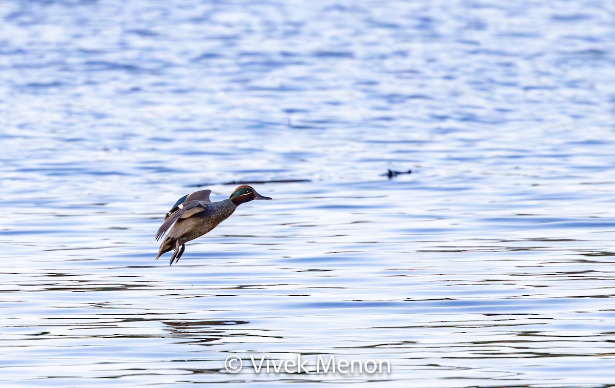 Green-winged Teal (Eurasian) - ML610630161