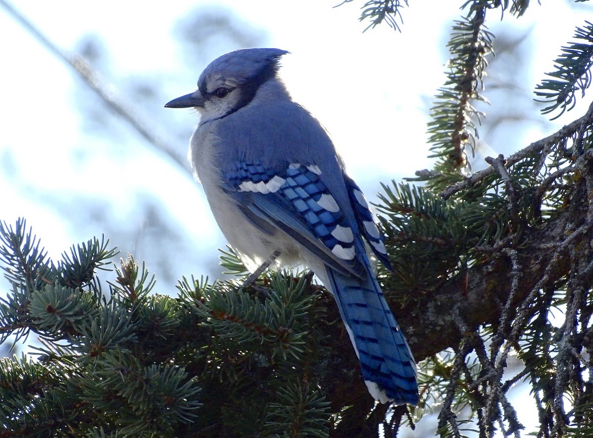 Blue Jay - ML610630189