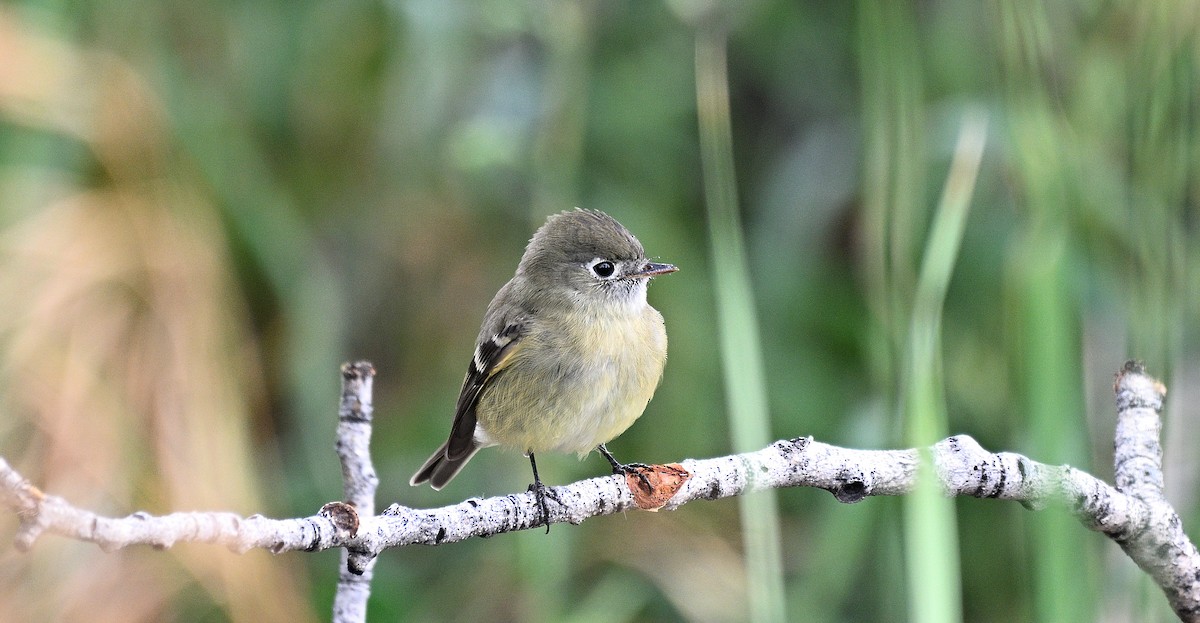 Hammond's Flycatcher - ML610630193