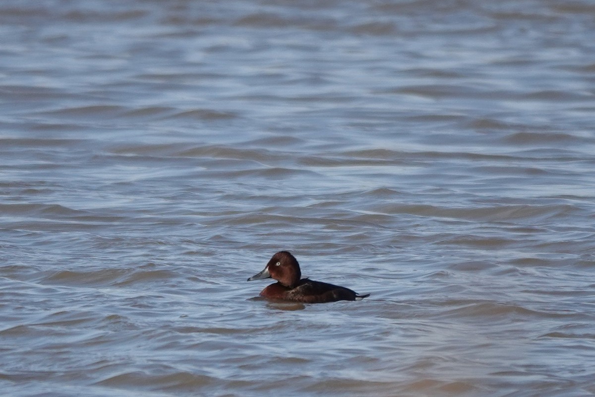 Ferruginous Duck - Roly Pitts