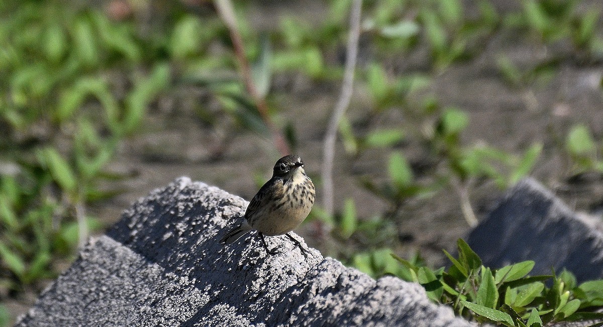 American Pipit - ML610630386