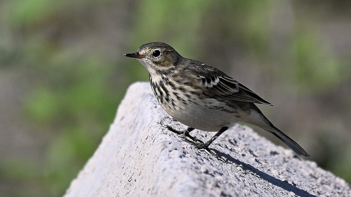 American Pipit - Steve Butterworth