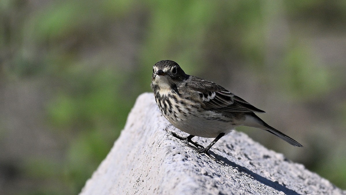 American Pipit - Steve Butterworth