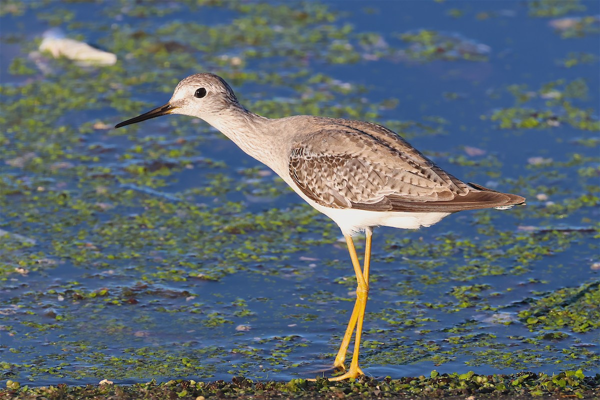 Lesser Yellowlegs - ML610630587