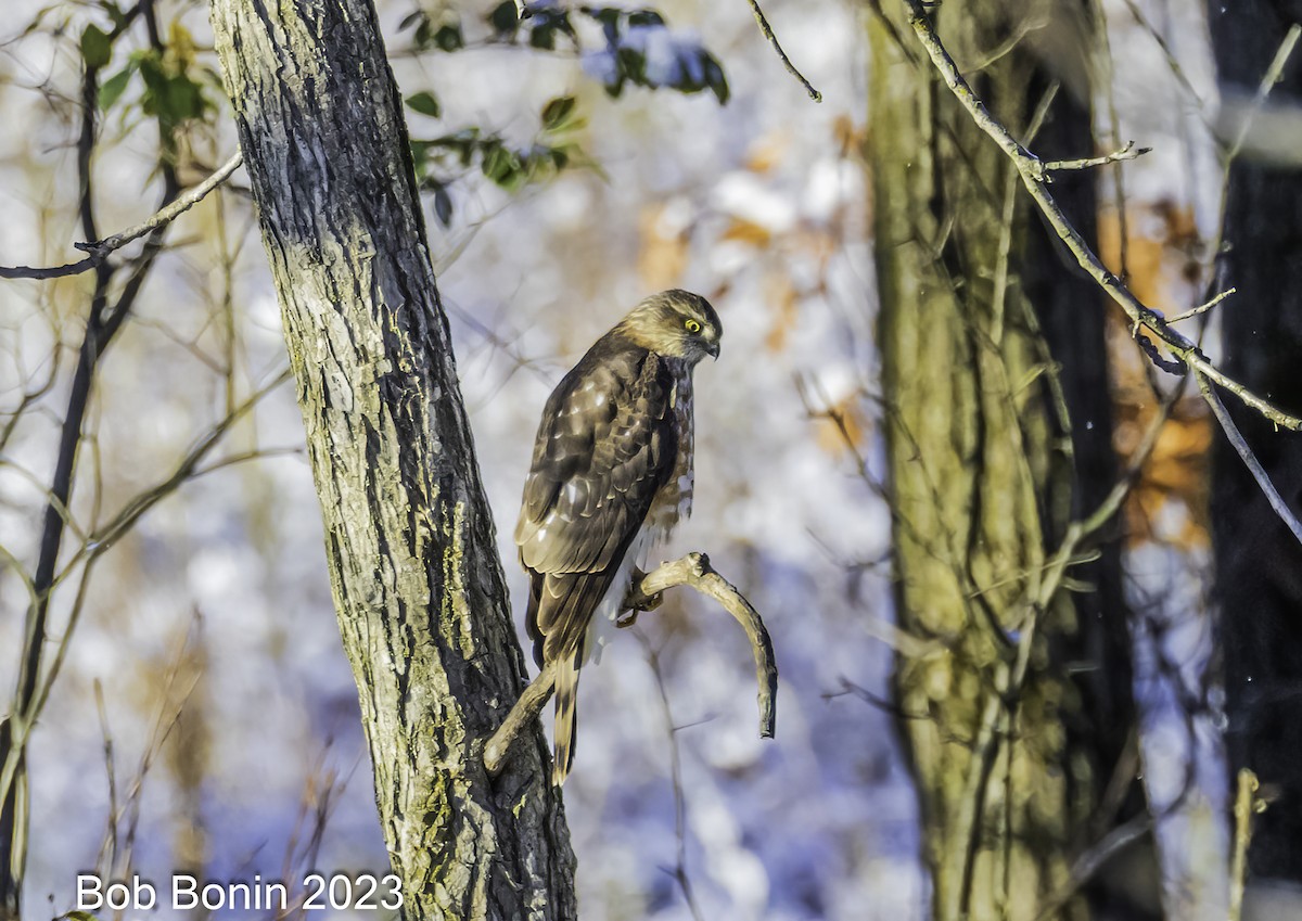 Sharp-shinned Hawk - ML610630599