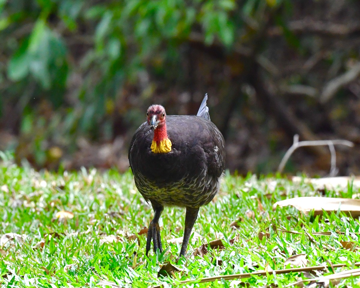 Australian Brushturkey - Steven Morris