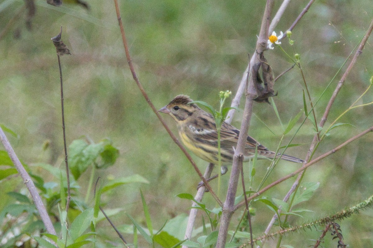 Yellow-breasted Bunting - ML610630615