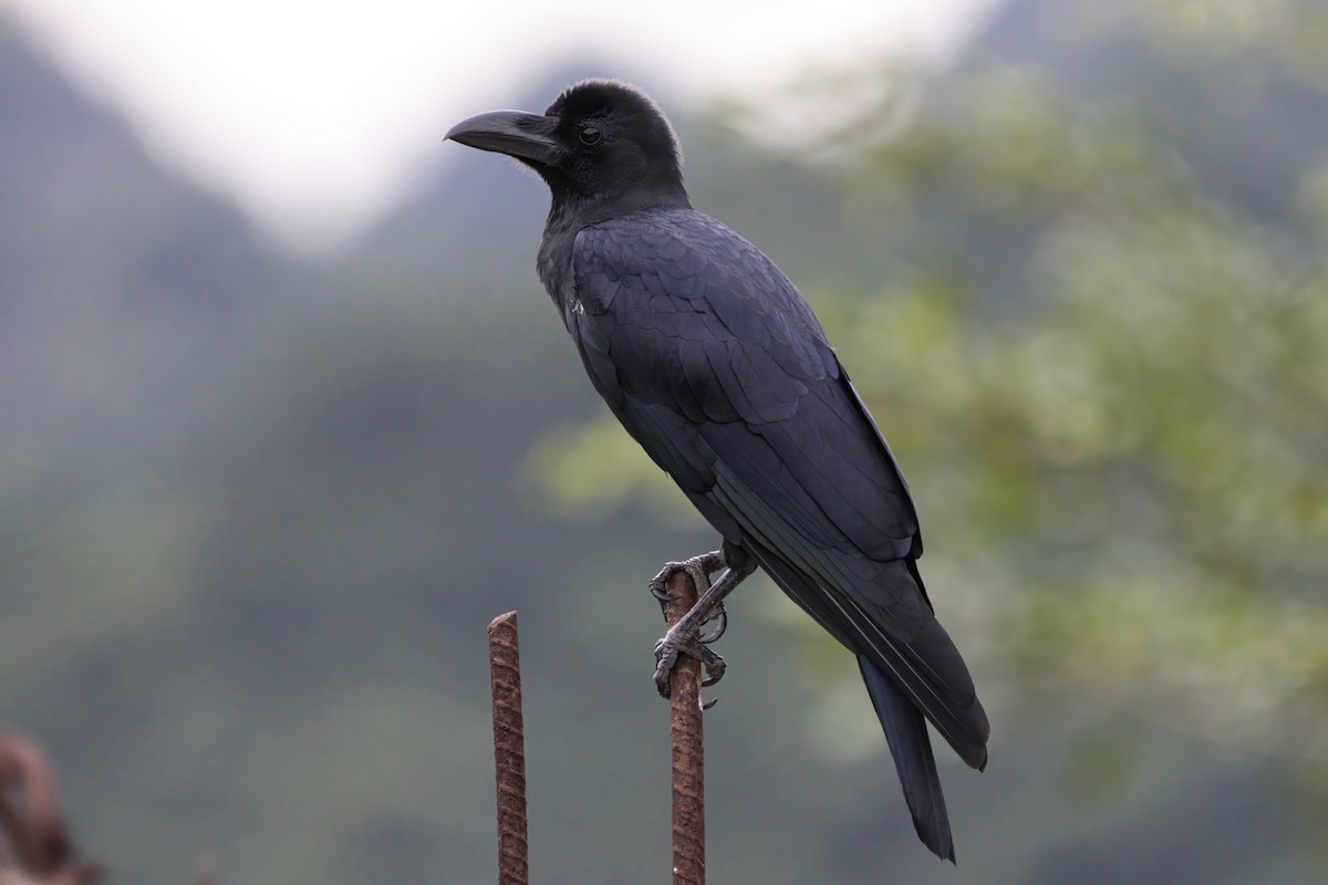 Large-billed Crow - ML610630624