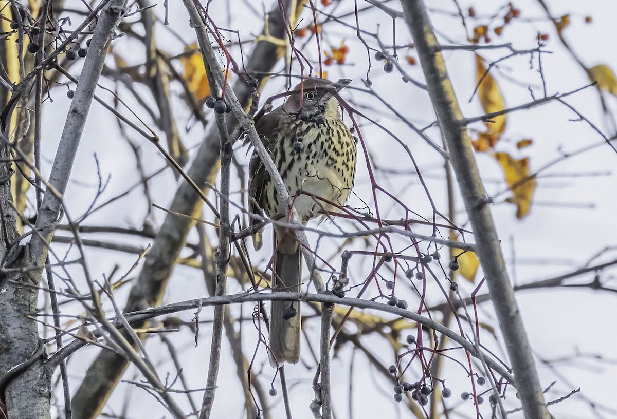 Brown Thrasher - ML610630633