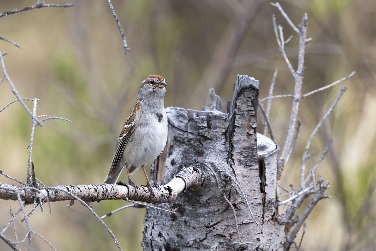American Tree Sparrow - ML610630653