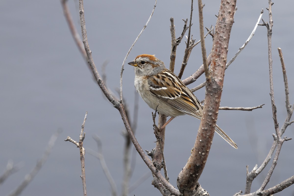 American Tree Sparrow - ML610630654