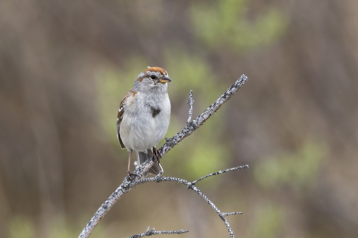 American Tree Sparrow - ML610630656