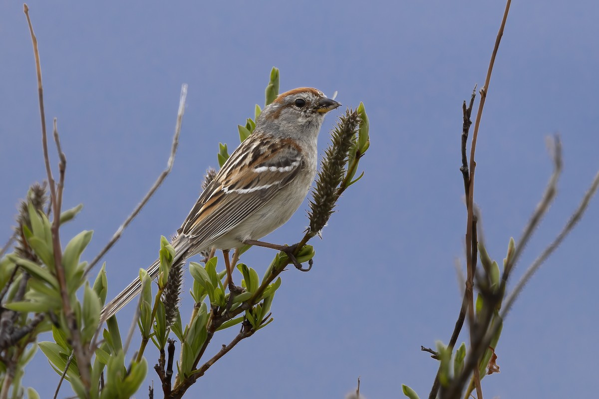 American Tree Sparrow - ML610630657