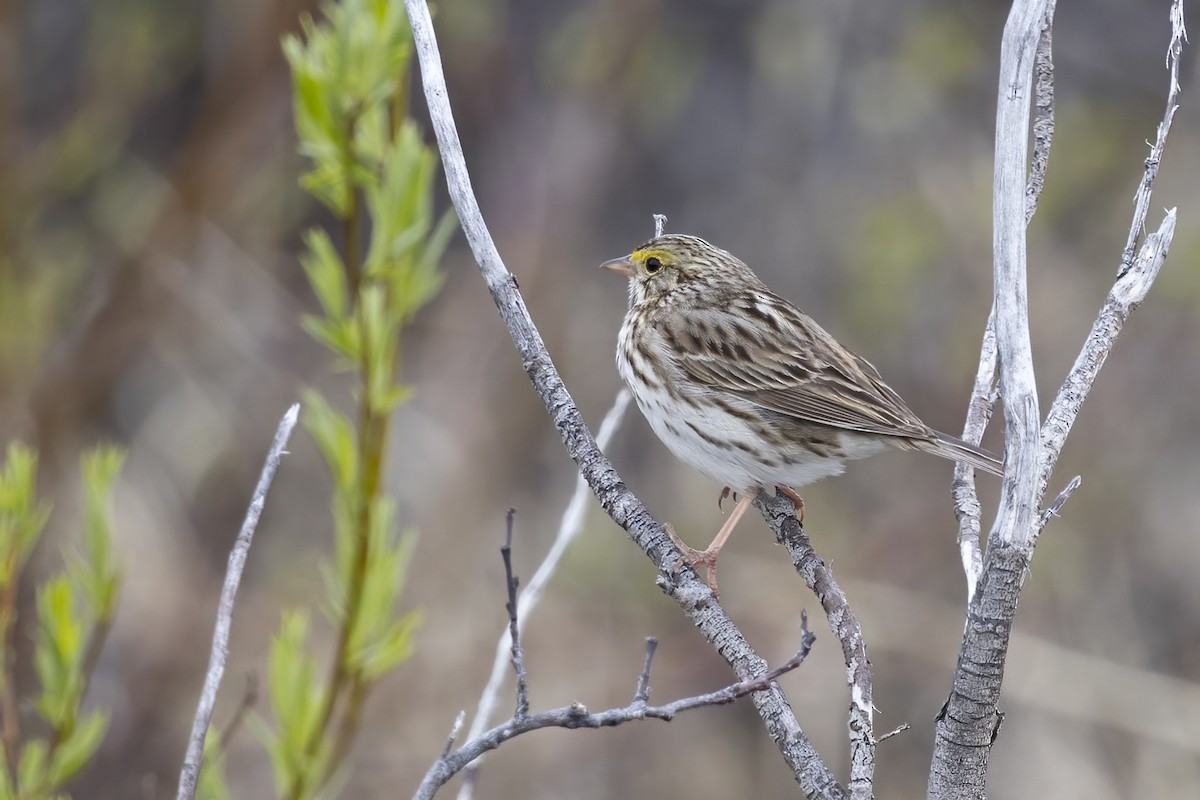 Savannah Sparrow - ML610630693