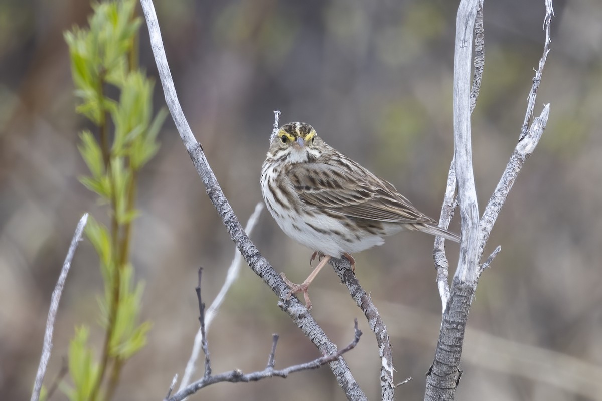 Savannah Sparrow - ML610630694