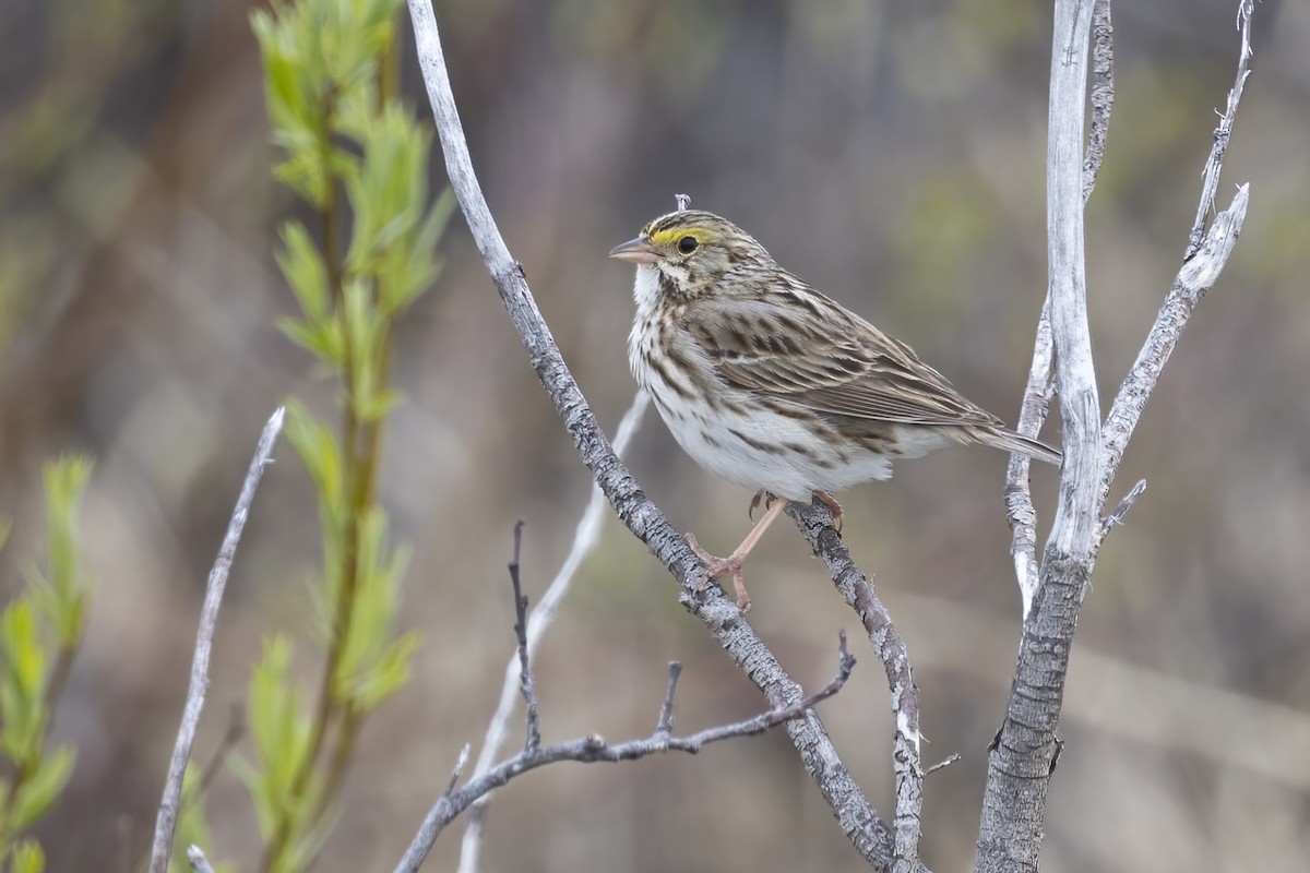 Savannah Sparrow - ML610630695