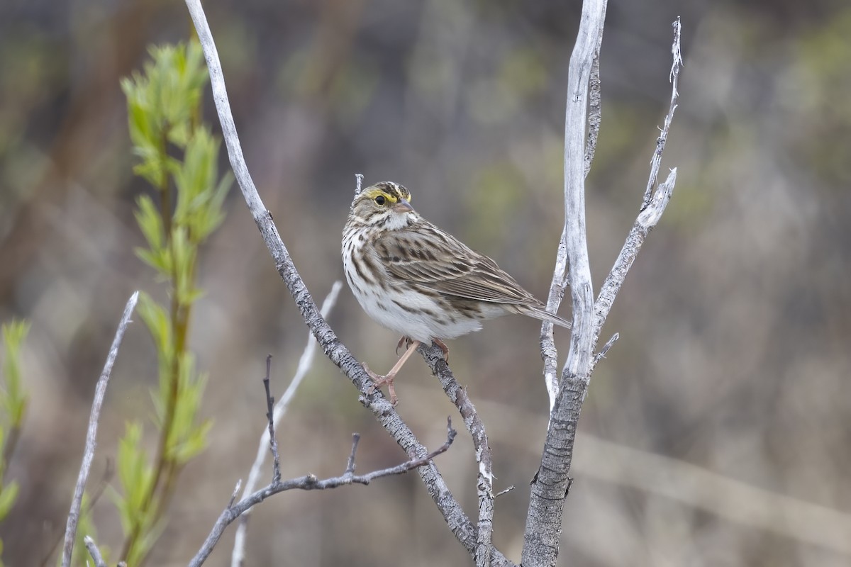 Savannah Sparrow - ML610630696