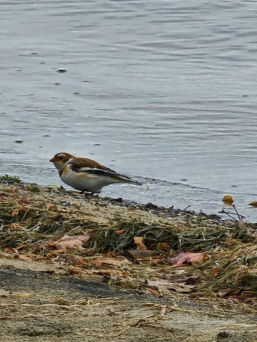 Snow Bunting - Annette  Kalinoski