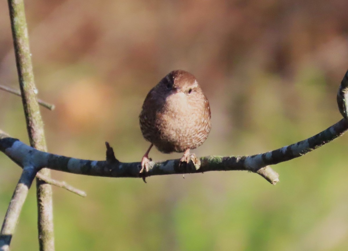 Winter Wren - ML610630720