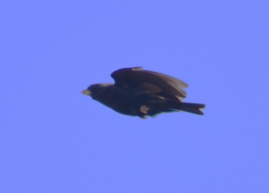 Black-eared Sparrow-Lark - ML610630726