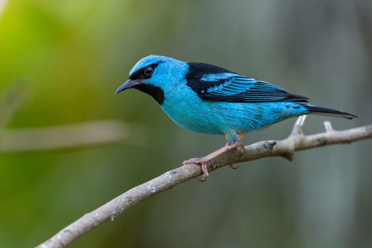 Blue Dacnis - Tomaz Melo