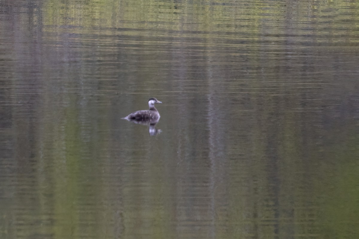 Black Scoter - ML610630927