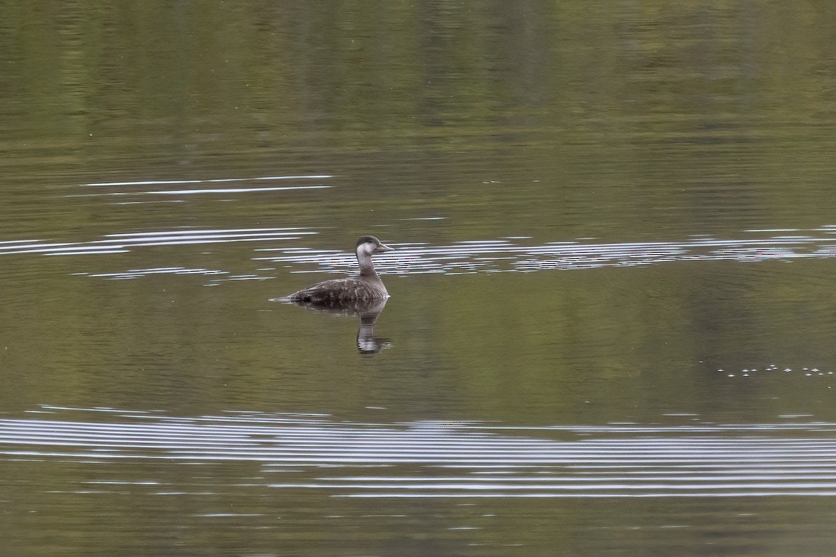 Black Scoter - ML610630928