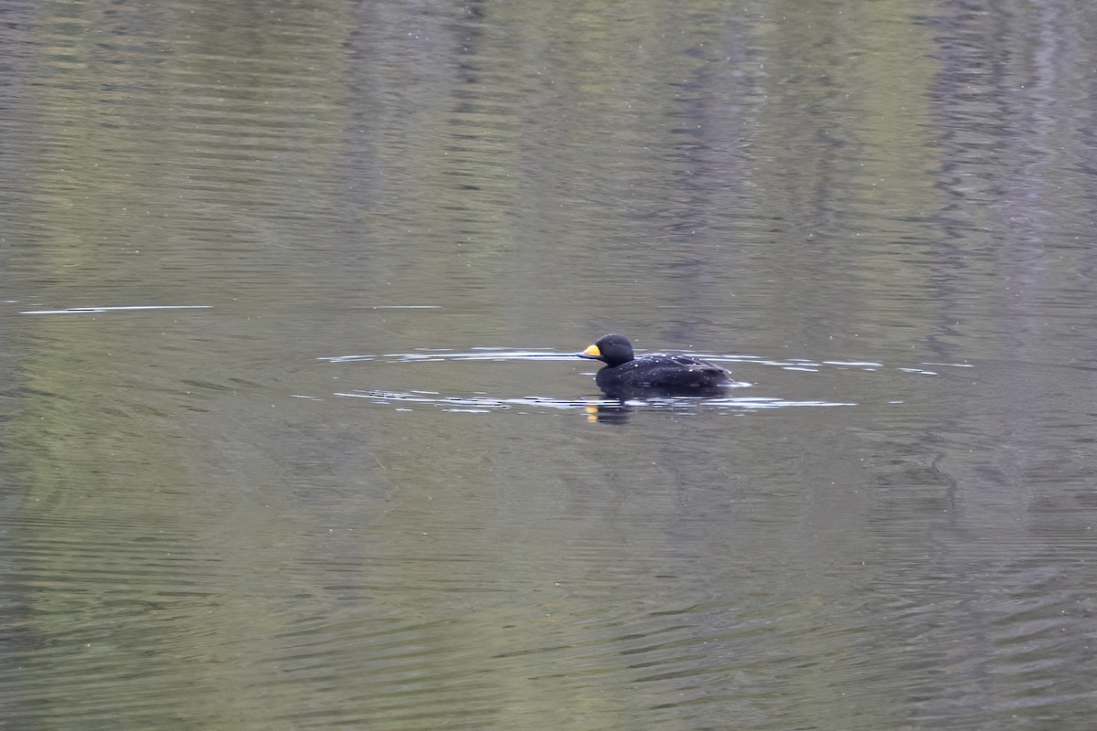 Black Scoter - ML610630929