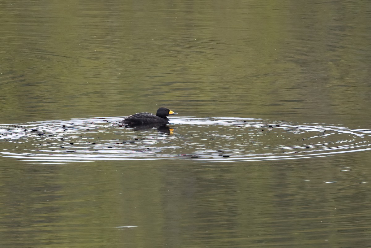 Black Scoter - ML610630930