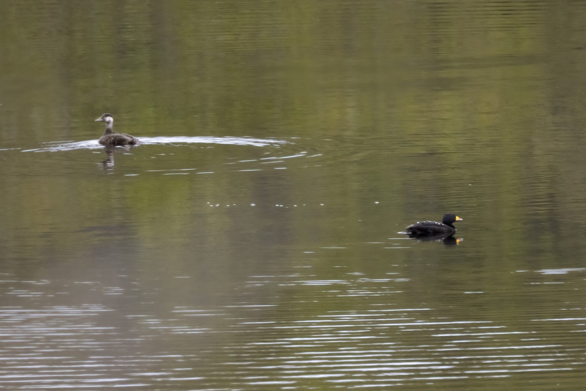 Black Scoter - ML610630931