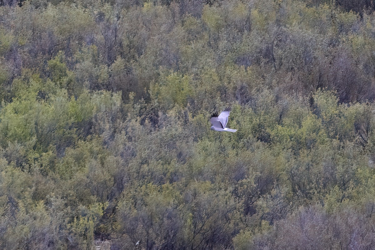 Northern Harrier - ML610630954