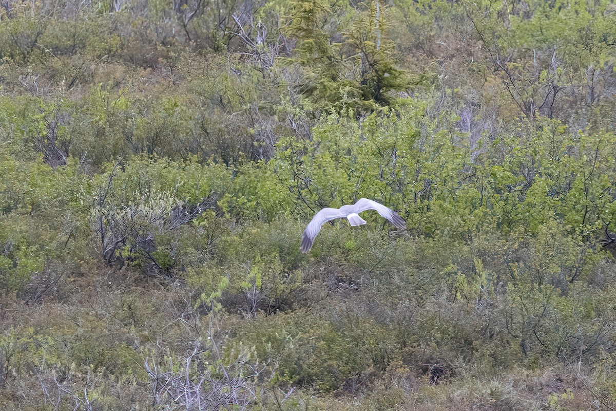 Northern Harrier - ML610630955