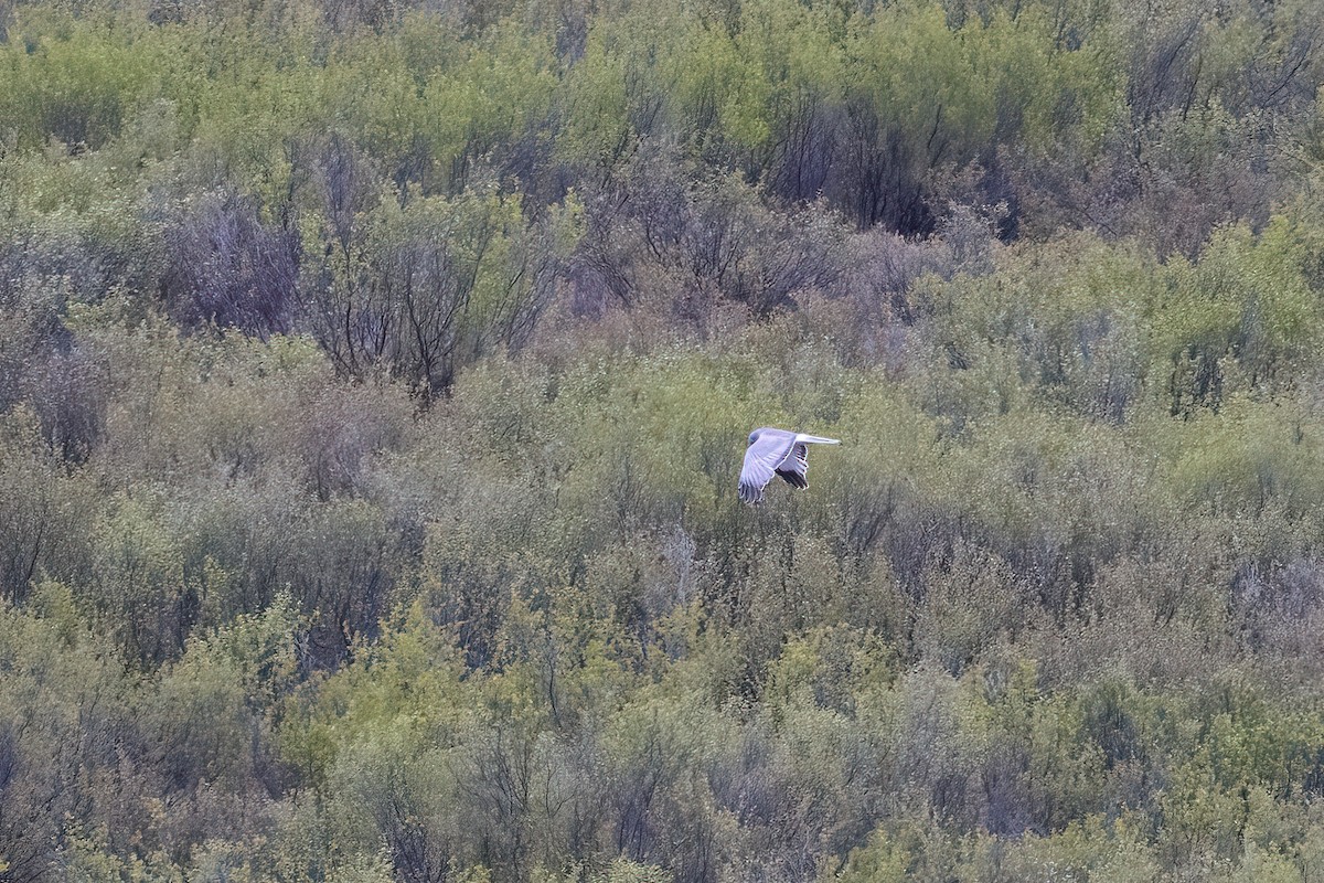 Northern Harrier - ML610630956