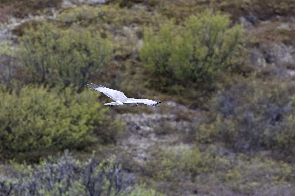 Northern Harrier - ML610630957