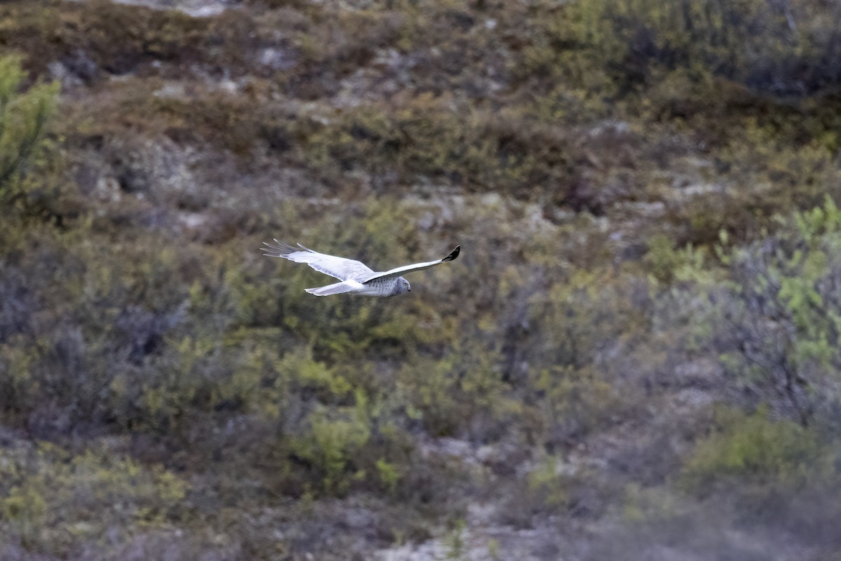 Northern Harrier - ML610630958