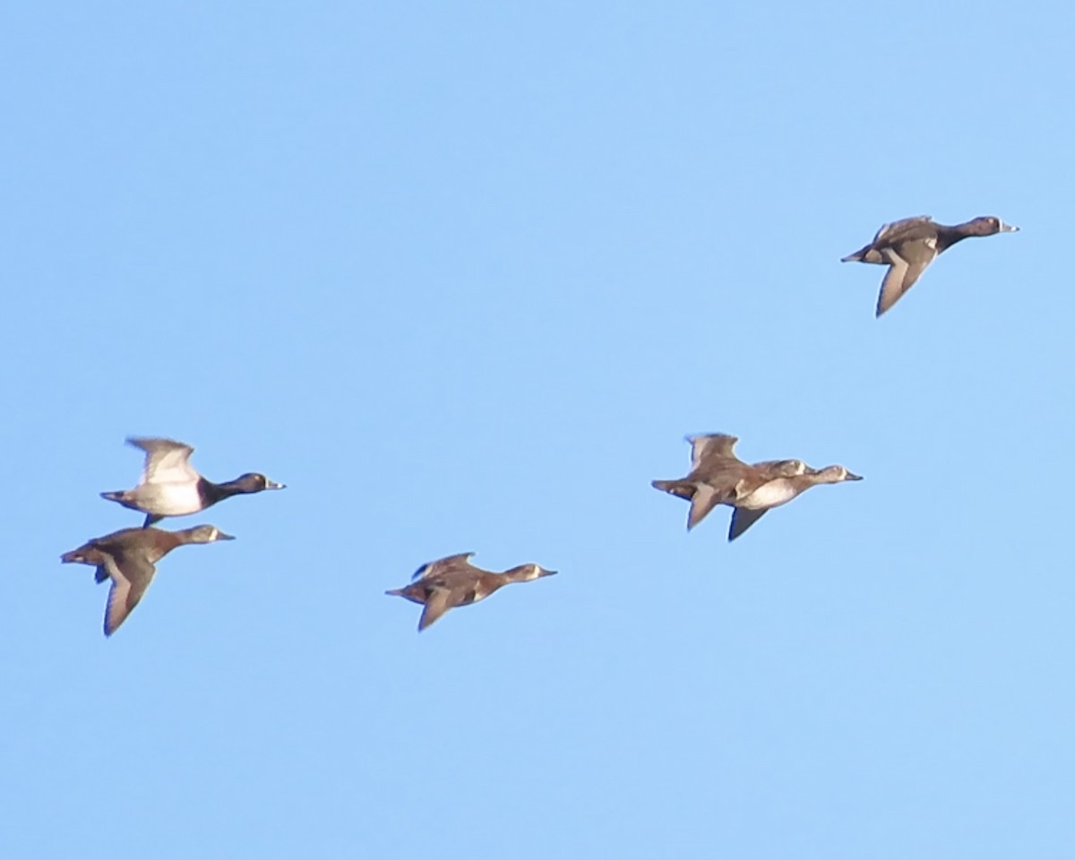 Ring-necked Duck - ML610630972
