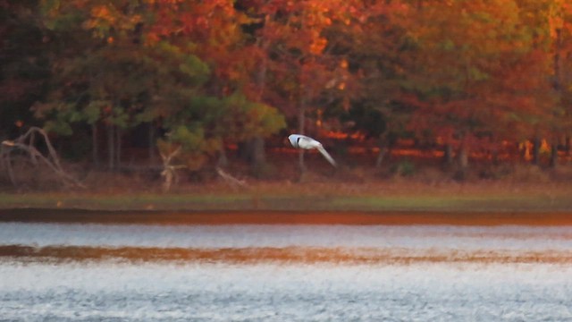 Forster's Tern - ML610631021