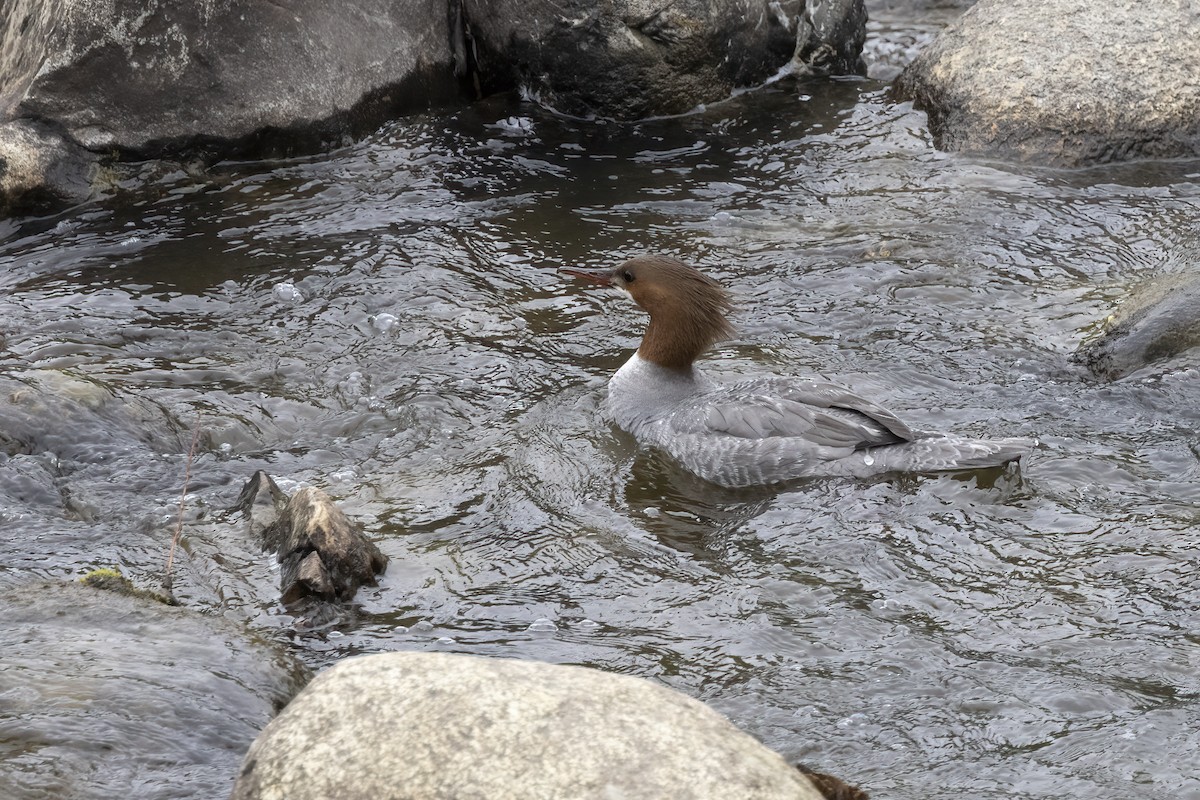 Red-breasted Merganser - ML610631031