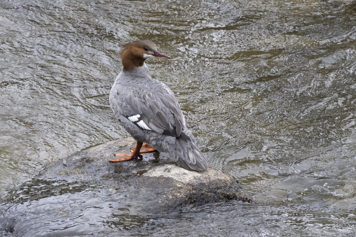 Common Merganser (North American) - ML610631032