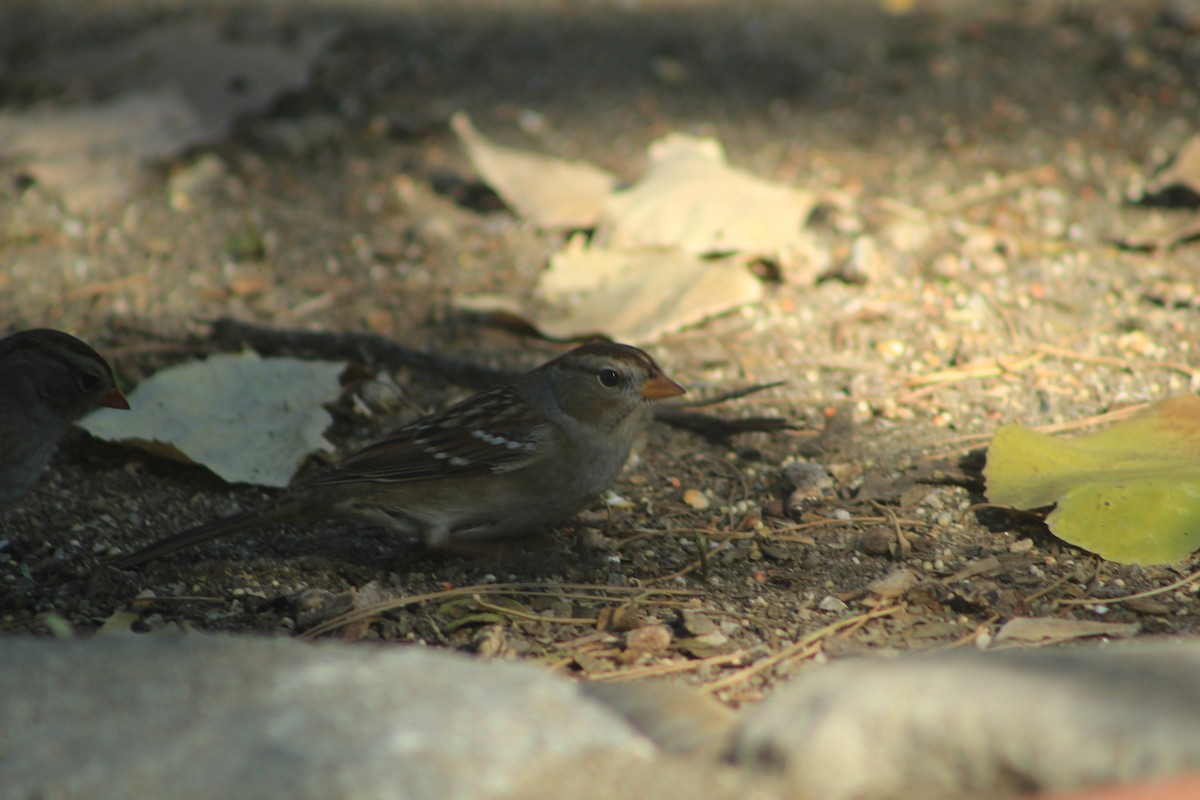 White-crowned Sparrow - ML610631056
